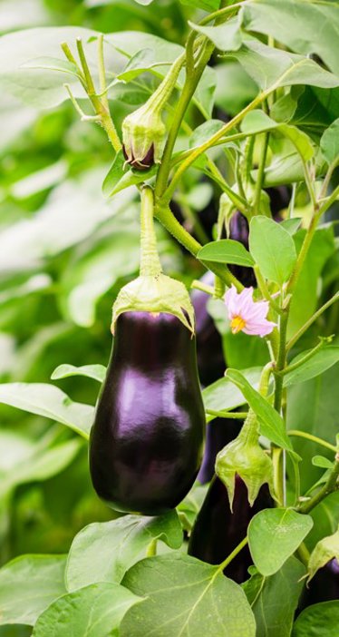 Eggplants Greenhouse