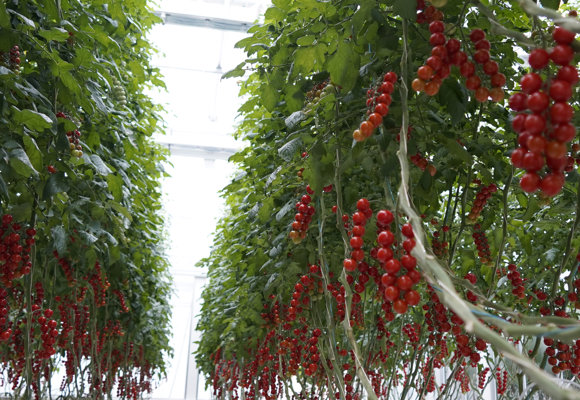 Tomato crop in greenhouse