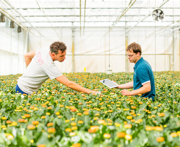 Workers in flower greenhouse